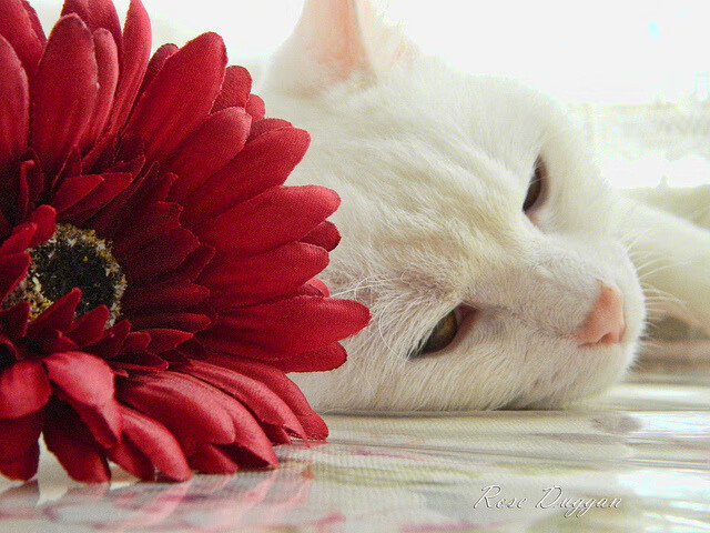 爱游戏体育入口-CBA每年上缴篮协1亿元，助力女篮和青少年篮球发展，cba打球一年多少钱