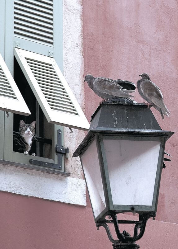 爱游戏app注册-《冠军奥运篇》专访肖若腾：步履不停，目标巴黎，肖若腾奥运会照片